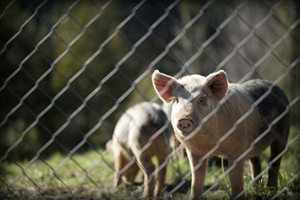 Pig farming